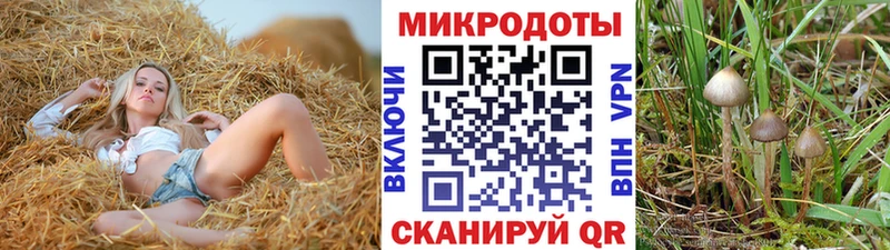 Псилоцибиновые грибы Psilocybe  Брюховецкая 